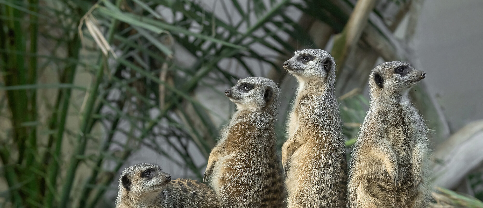 Lotterien Tag im Tiergarten Schönbrunn: Oktober 2024