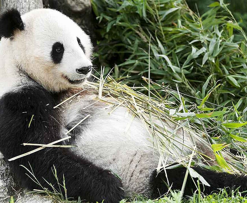 Lotterien unterstützen Pandas in Schönbrunn